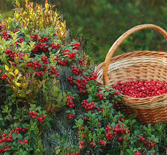 Bild Korb mit Beeren